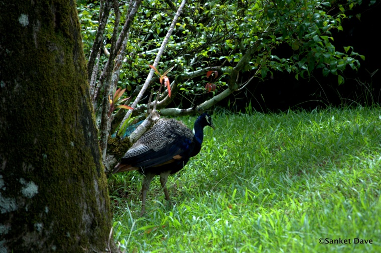 Peacock at the Kahanu Garden