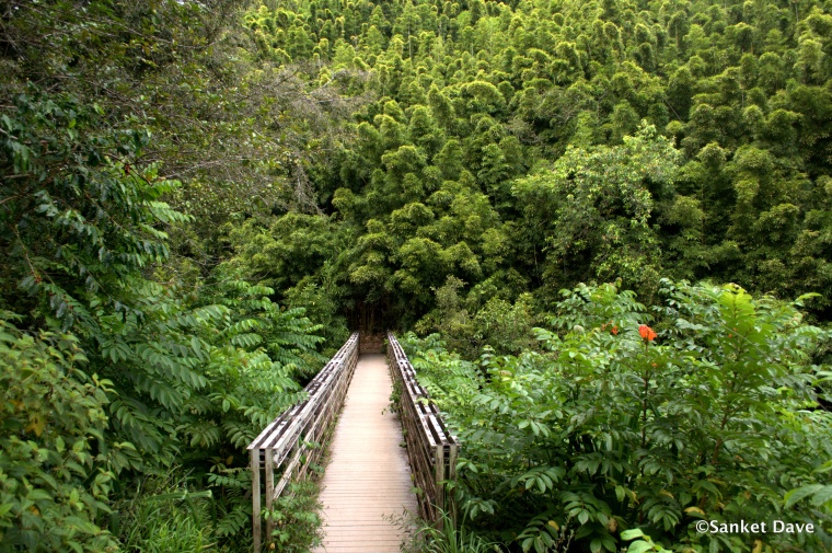 Bridge on the Pipiwai trail